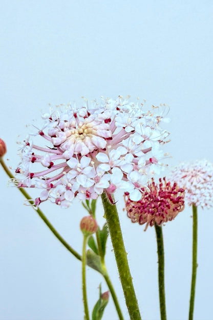 Kniplingeblomst 'LacePink' - frø - 1-årige sommerblomster - til din skærehave her vist på billede 4 fra Frk. Grønt