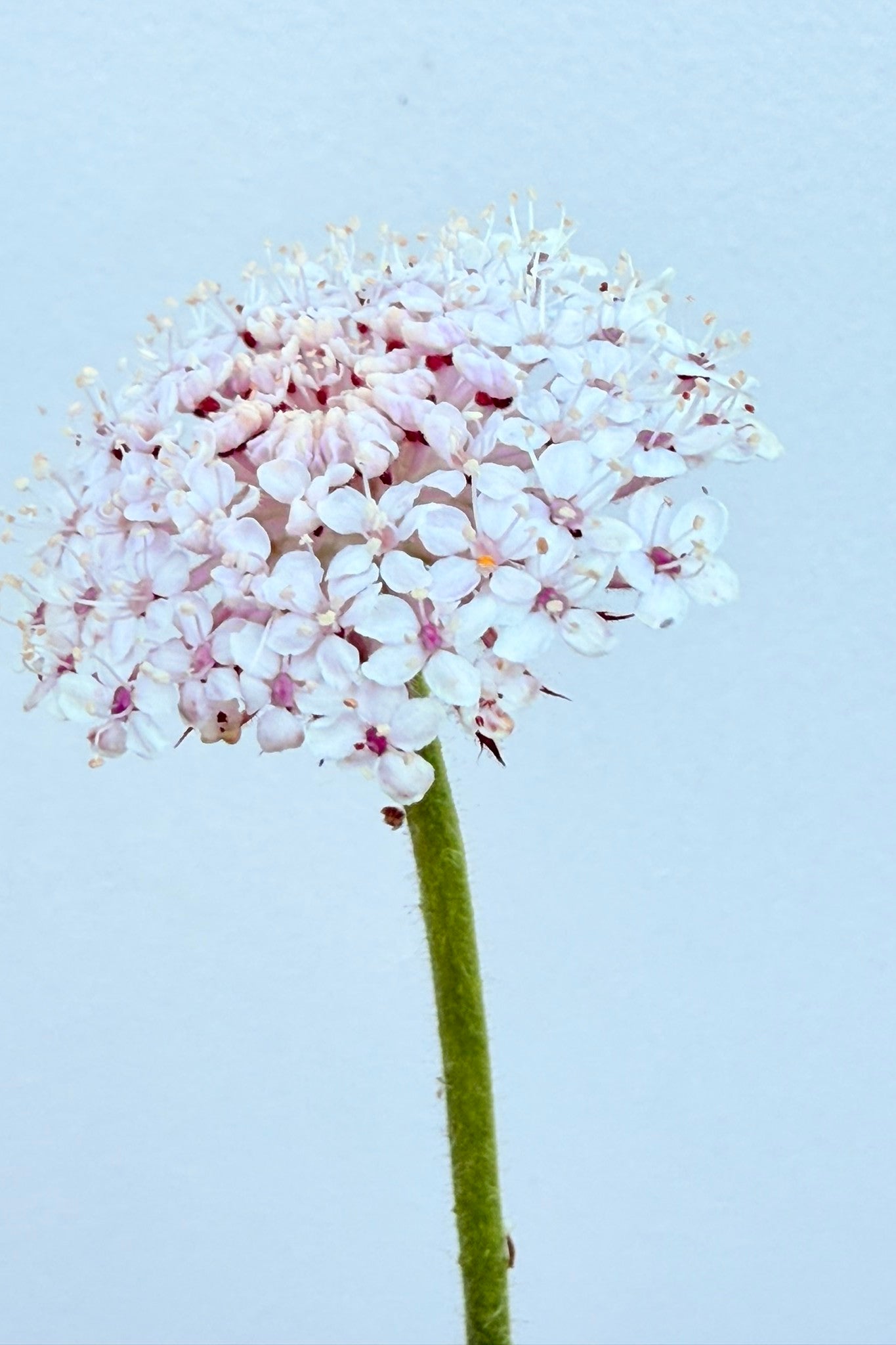 Kniplingeblomst 'LacePink' - frø - 1-årige sommerblomster - til din skærehave her vist på billede 5 fra Frk. Grønt