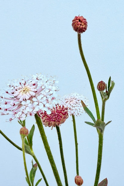 Kniplingeblomst 'LacePink' - frø - 1-årige sommerblomster - til din skærehave her vist på billede 6 fra Frk. Grønt