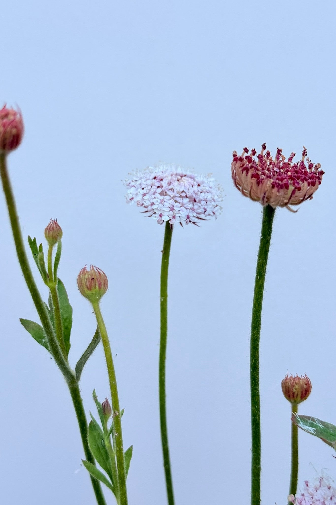Kniplingeblomst 'LacePink' - frø - 1-årige sommerblomster - til din skærehave her vist på billede 7 fra Frk. Grønt