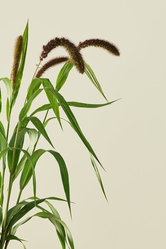 Kolbehirse 'Lowlander' - frø - 1-årige sommerblomster - til din skærehave her vist på billede 1 fra Frk. Grønt