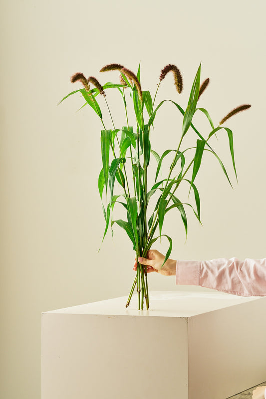 Kolbehirse 'Lowlander' - frø - 1-årige sommerblomster - til din skærehave her vist på billede 2 fra Frk. Grønt