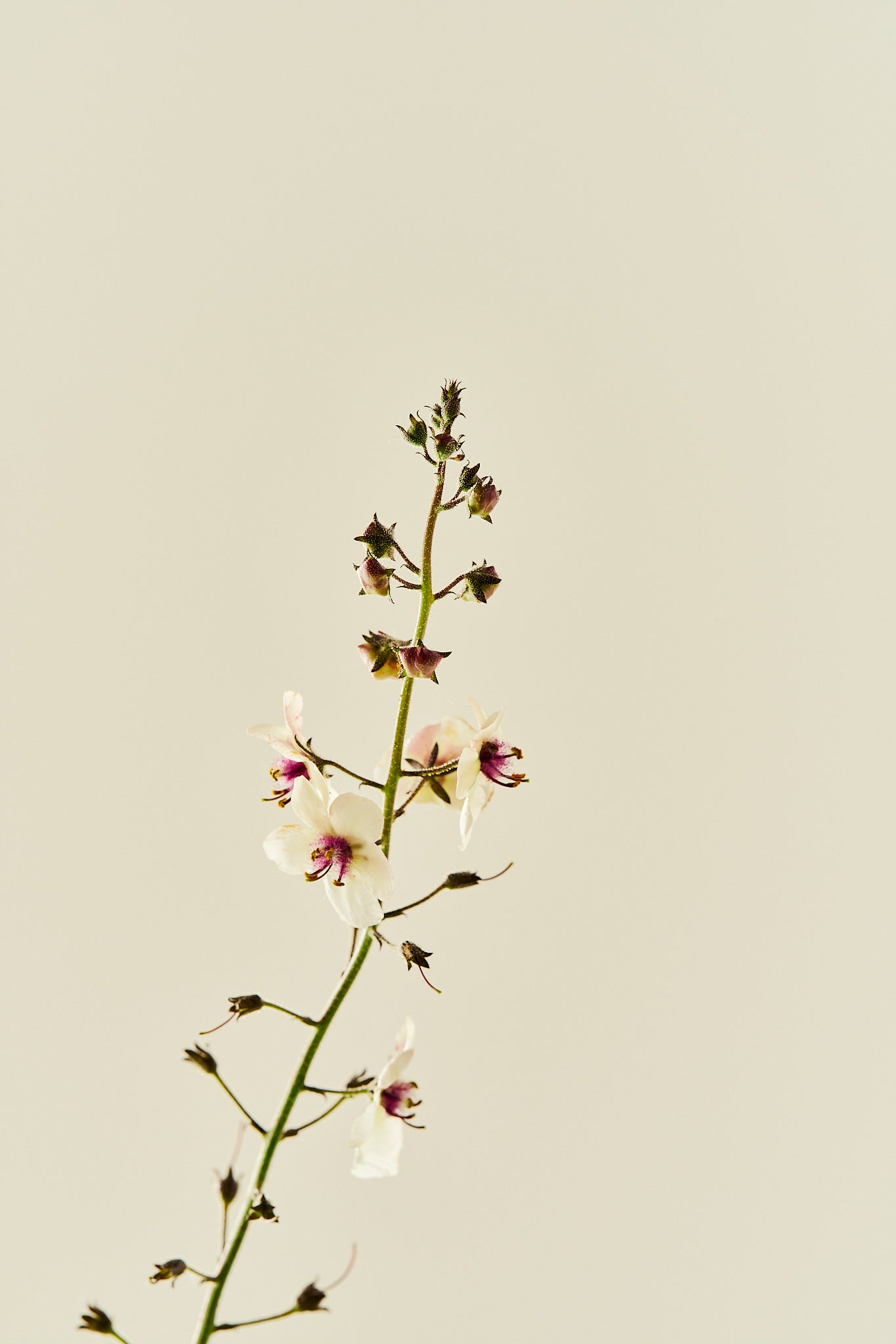 Kongelys 'Albiflorum' - frø - Stauder - til din skærehave her vist på billede 2 fra Frk. Grønt