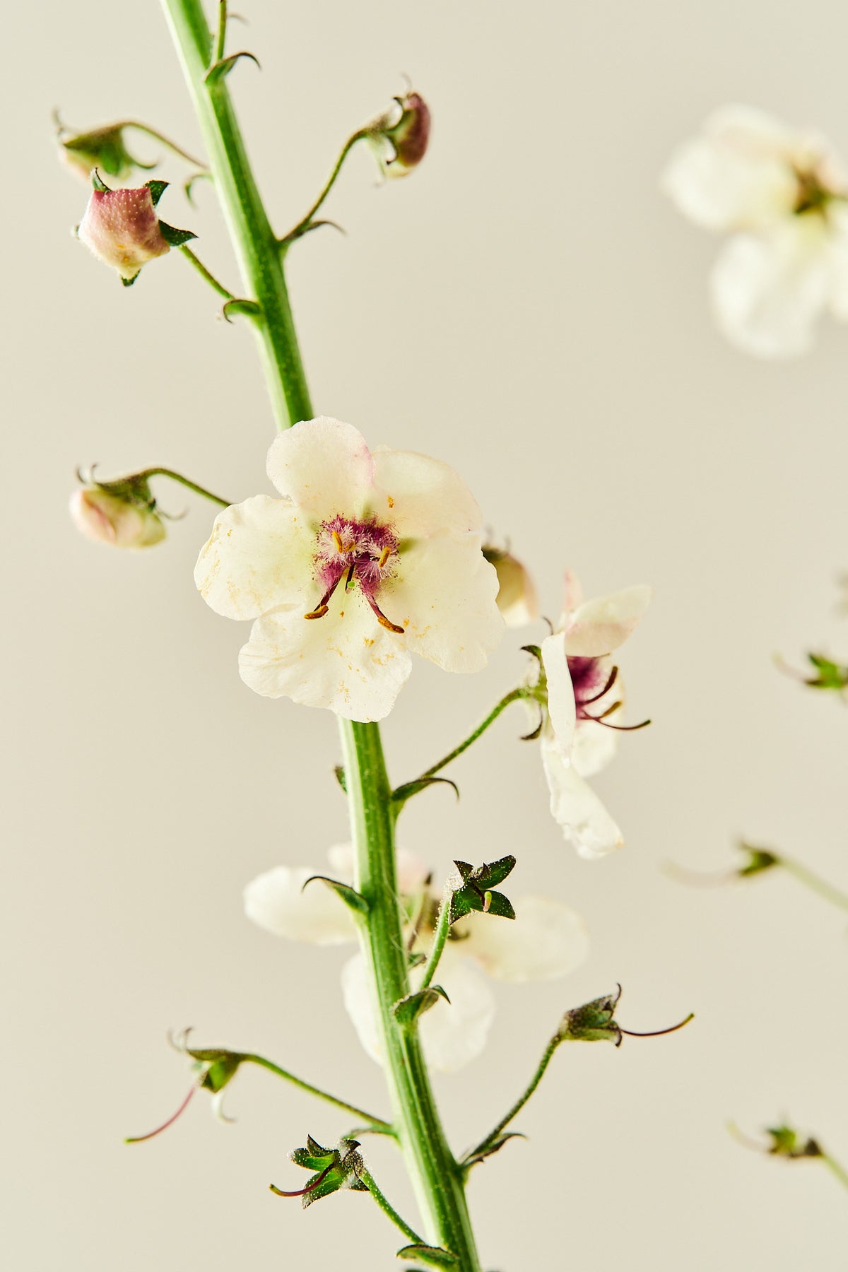 Kongelys 'Albiflorum' - frø - Stauder - til din skærehave her vist på billede 3 fra Frk. Grønt