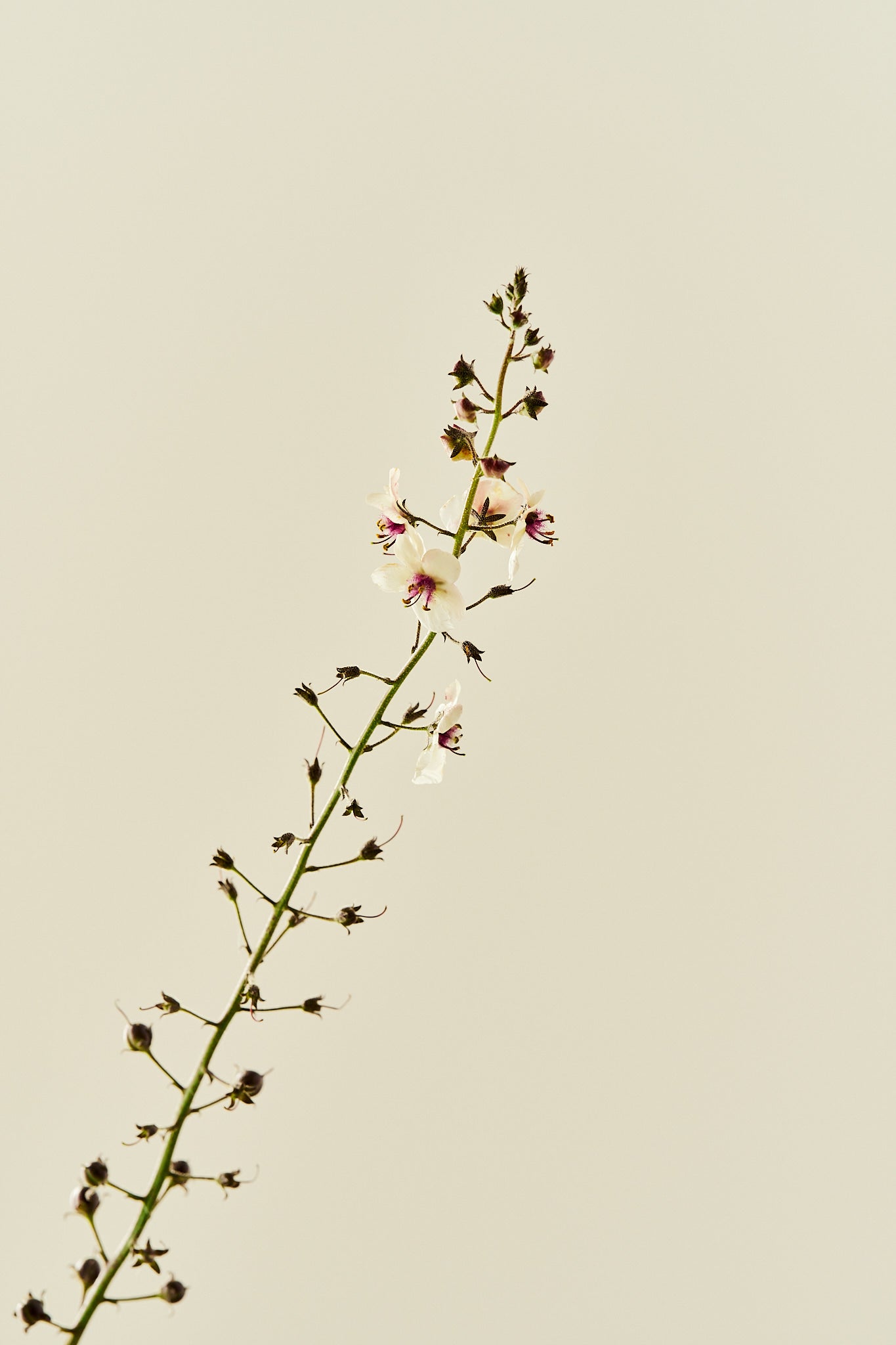 Kongelys 'Albiflorum' - frø - Stauder - til din skærehave her vist på billede 6 fra Frk. Grønt