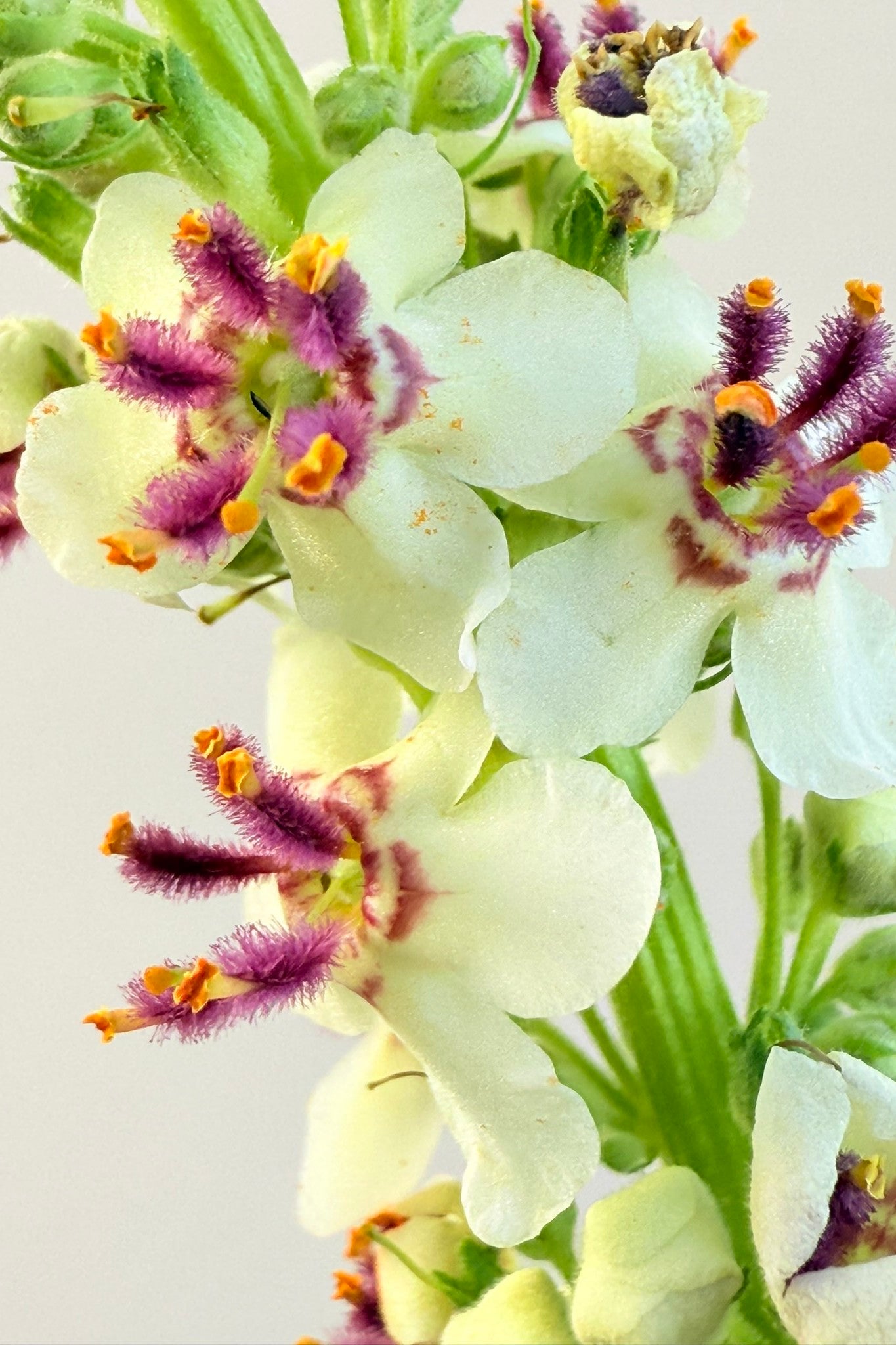 Kongelys 'Album' - frø - Stauder - til din skærehave her vist på billede 1 fra Frk. Grønt