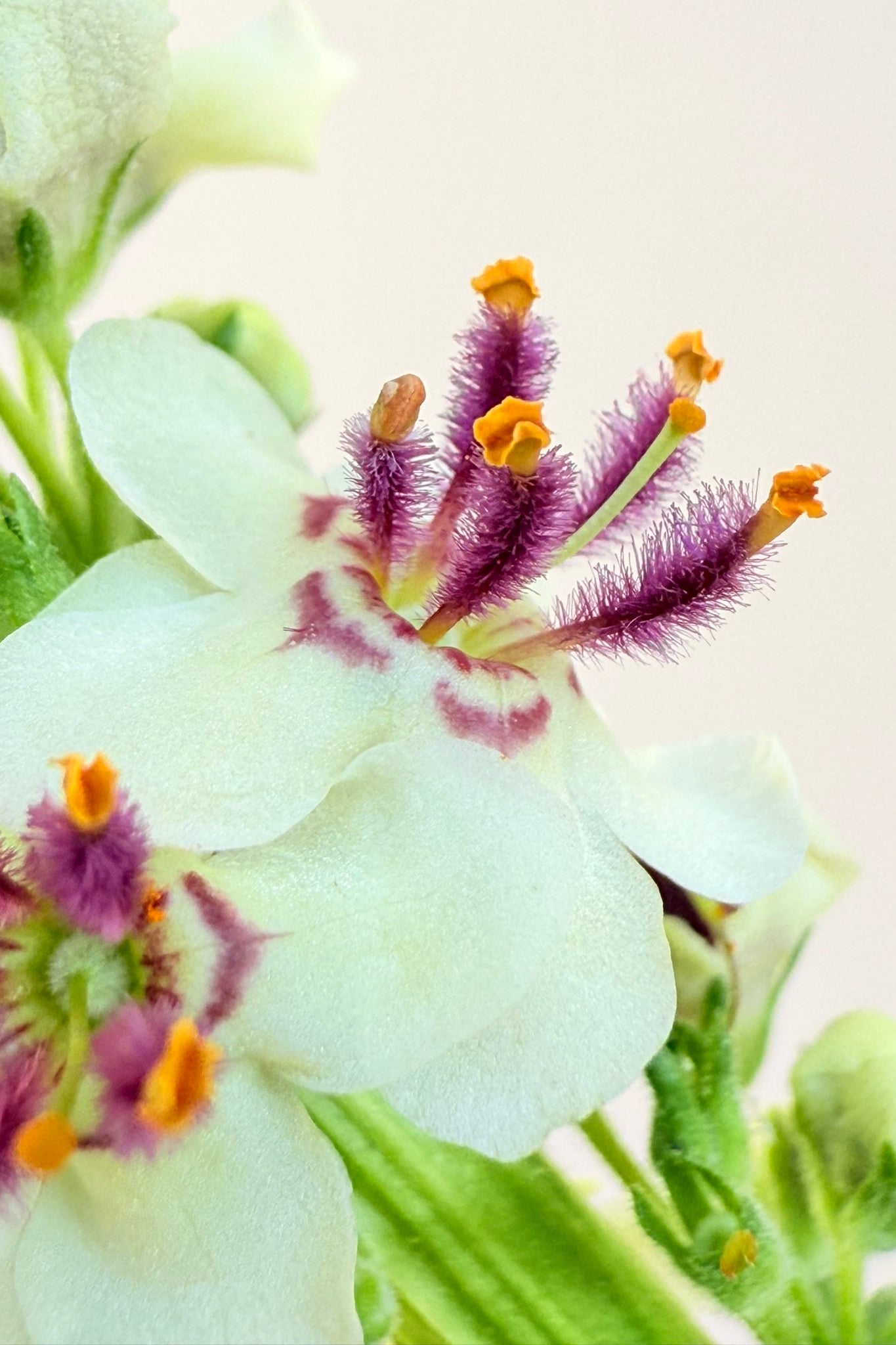 Kongelys 'Album' - frø - Stauder - til din skærehave her vist på billede 3 fra Frk. Grønt