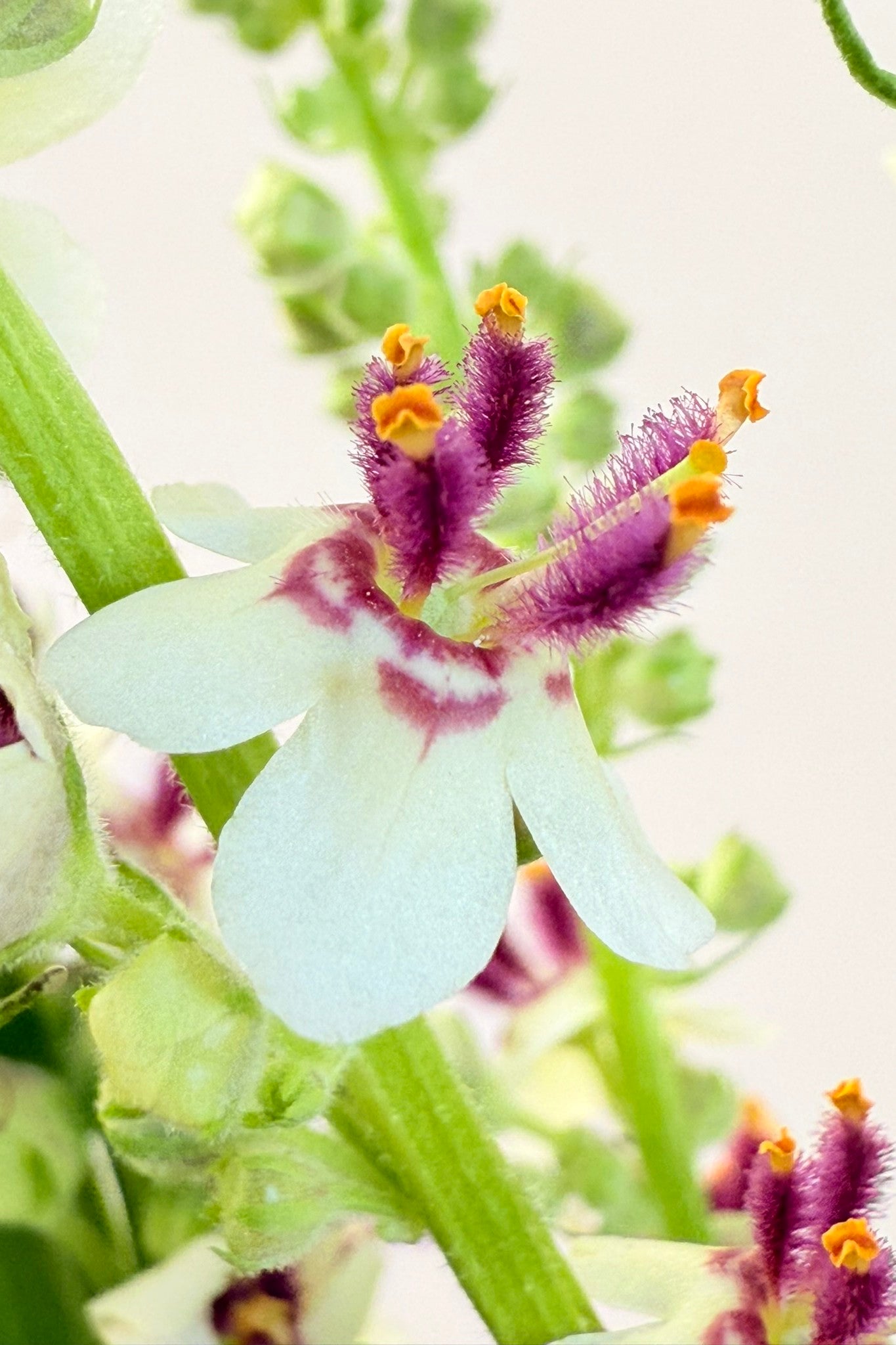 Kongelys 'Album' - frø - Stauder - til din skærehave her vist på billede 4 fra Frk. Grønt