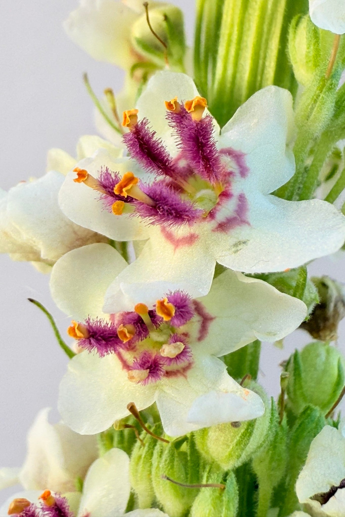 Kongelys 'Album' - frø - Stauder - til din skærehave her vist på billede 5 fra Frk. Grønt