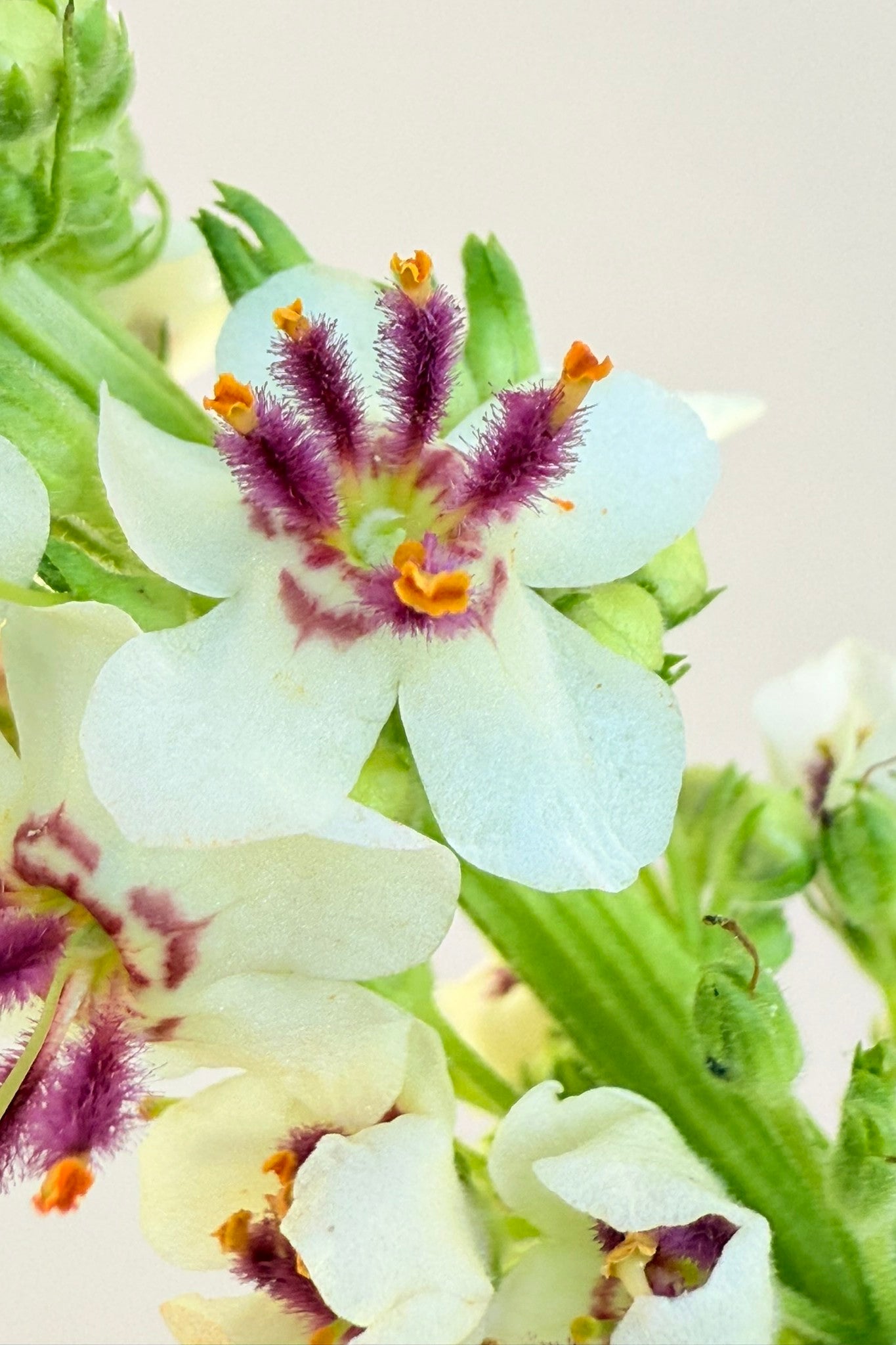 Kongelys 'Album' - frø - Stauder - til din skærehave her vist på billede 7 fra Frk. Grønt