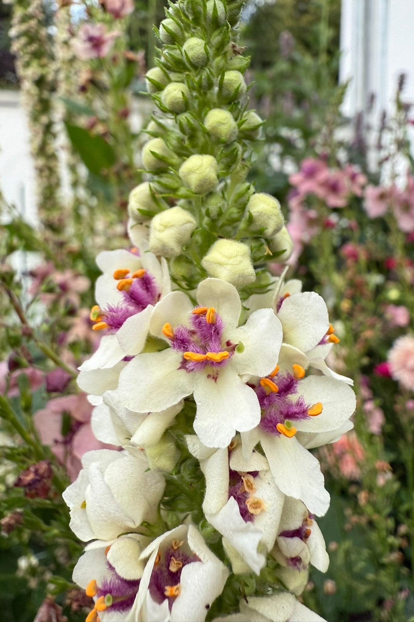 Kongelys 'Chaixii' - frø - Stauder - til din skærehave her vist på billede 2 fra Frk. Grønt