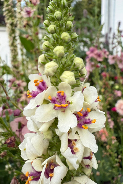 Kongelys 'Chaixii' - frø - Stauder - til din skærehave her vist på billede 2 fra Frk. Grønt