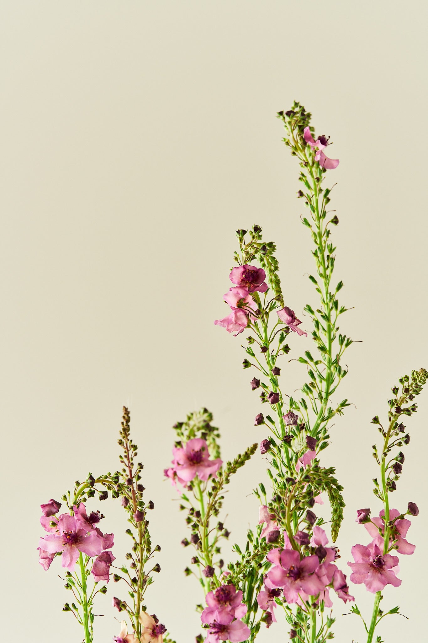 Kongelys 'Southern Charm' - frø - Stauder - til din skærehave her vist på billede 1 fra Frk. Grønt