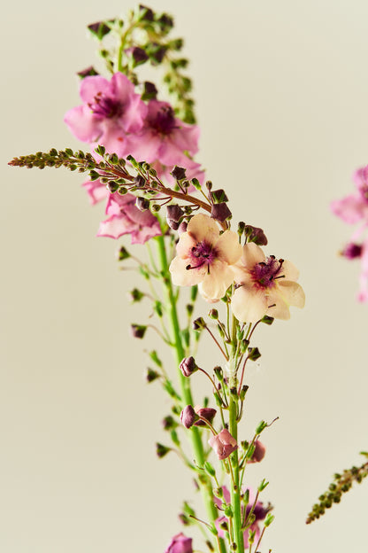 Kongelys 'Southern Charm' - frø - Stauder - til din skærehave her vist på billede 2 fra Frk. Grønt