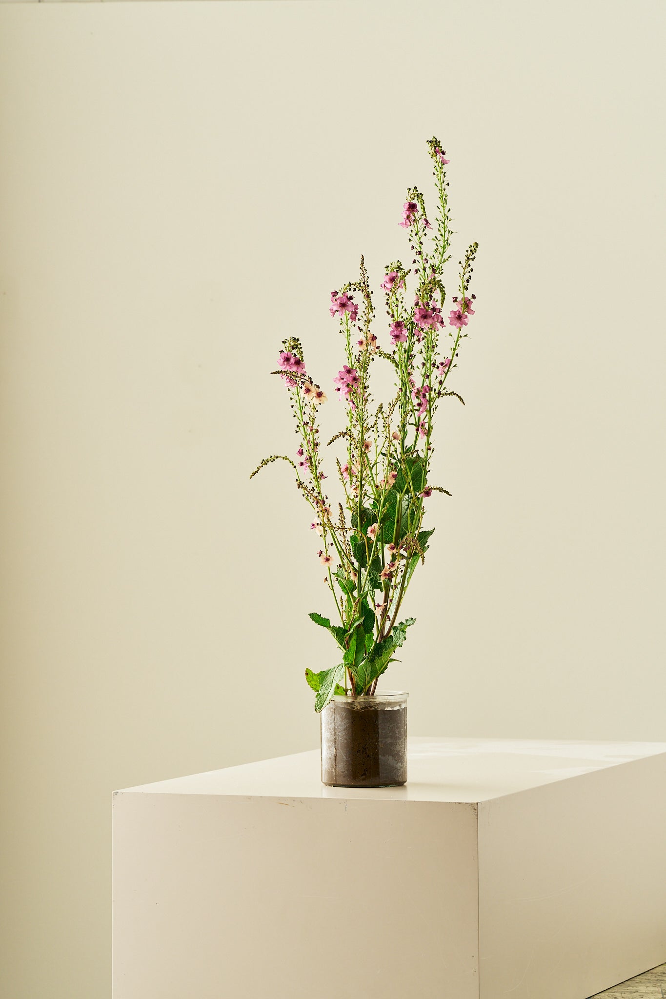 Kongelys 'Southern Charm' - frø - Stauder - til din skærehave her vist på billede 3 fra Frk. Grønt