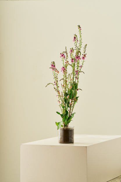 Kongelys 'Southern Charm' - frø - Stauder - til din skærehave her vist på billede 3 fra Frk. Grønt