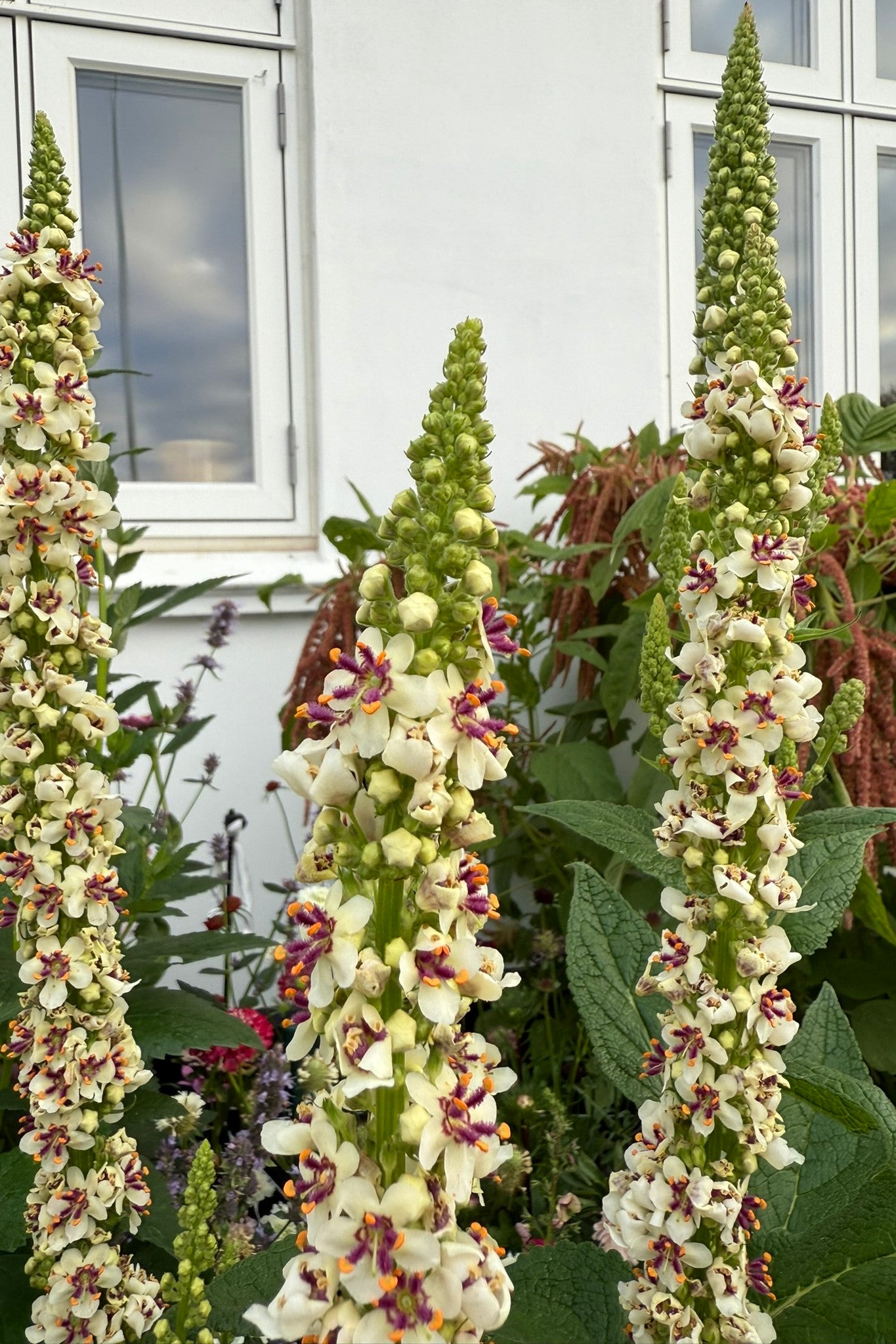 Kongelys 'Wedding Candles' - frø - Stauder - til din skærehave her vist på billede 3 fra Frk. Grønt