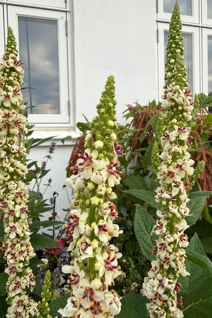 Kongelys 'Wedding Candles' - frø - Stauder - til din skærehave her vist på billede 3 fra Frk. Grønt