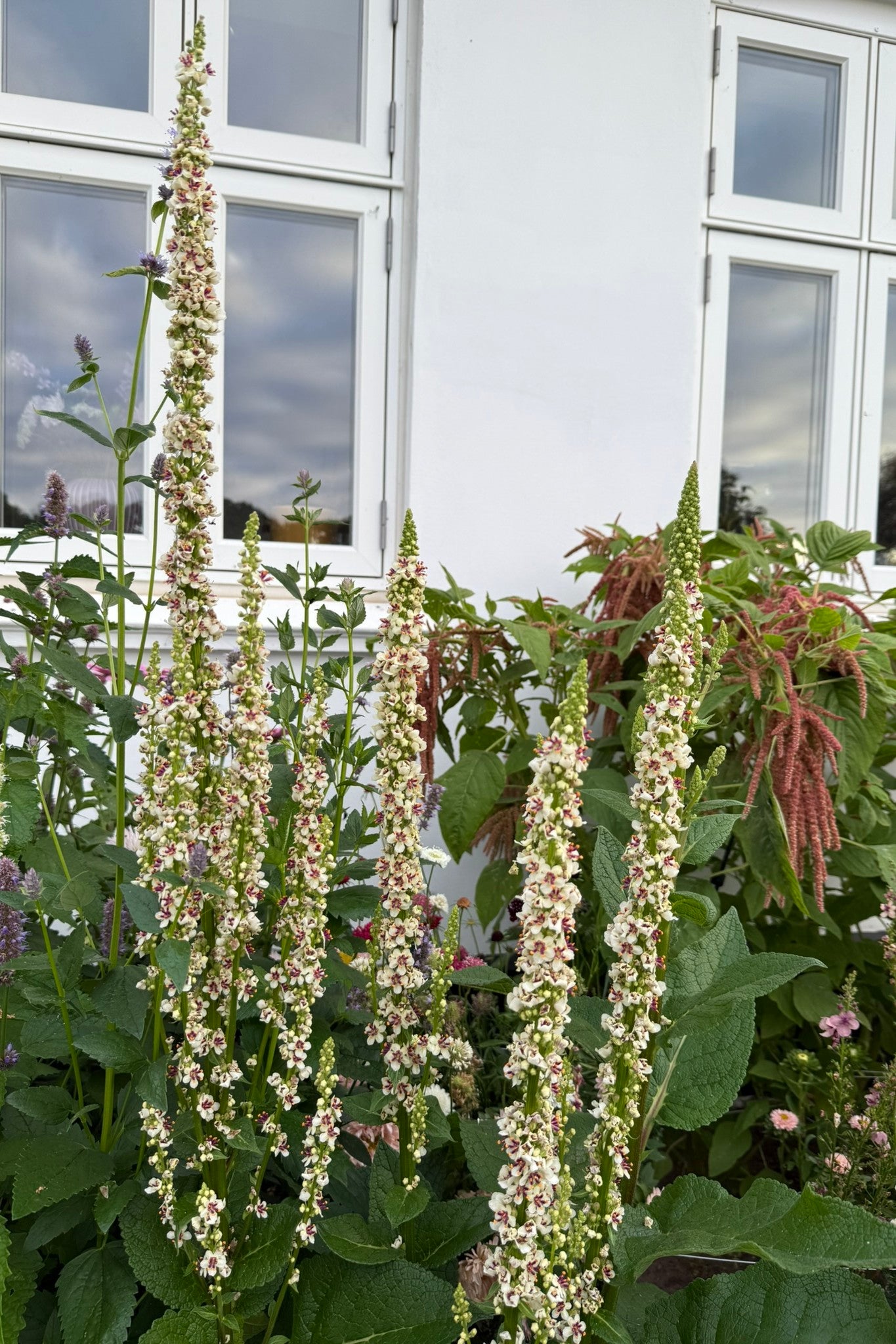 Kongelys 'Wedding Candles' - frø - Stauder - til din skærehave her vist på billede 4 fra Frk. Grønt