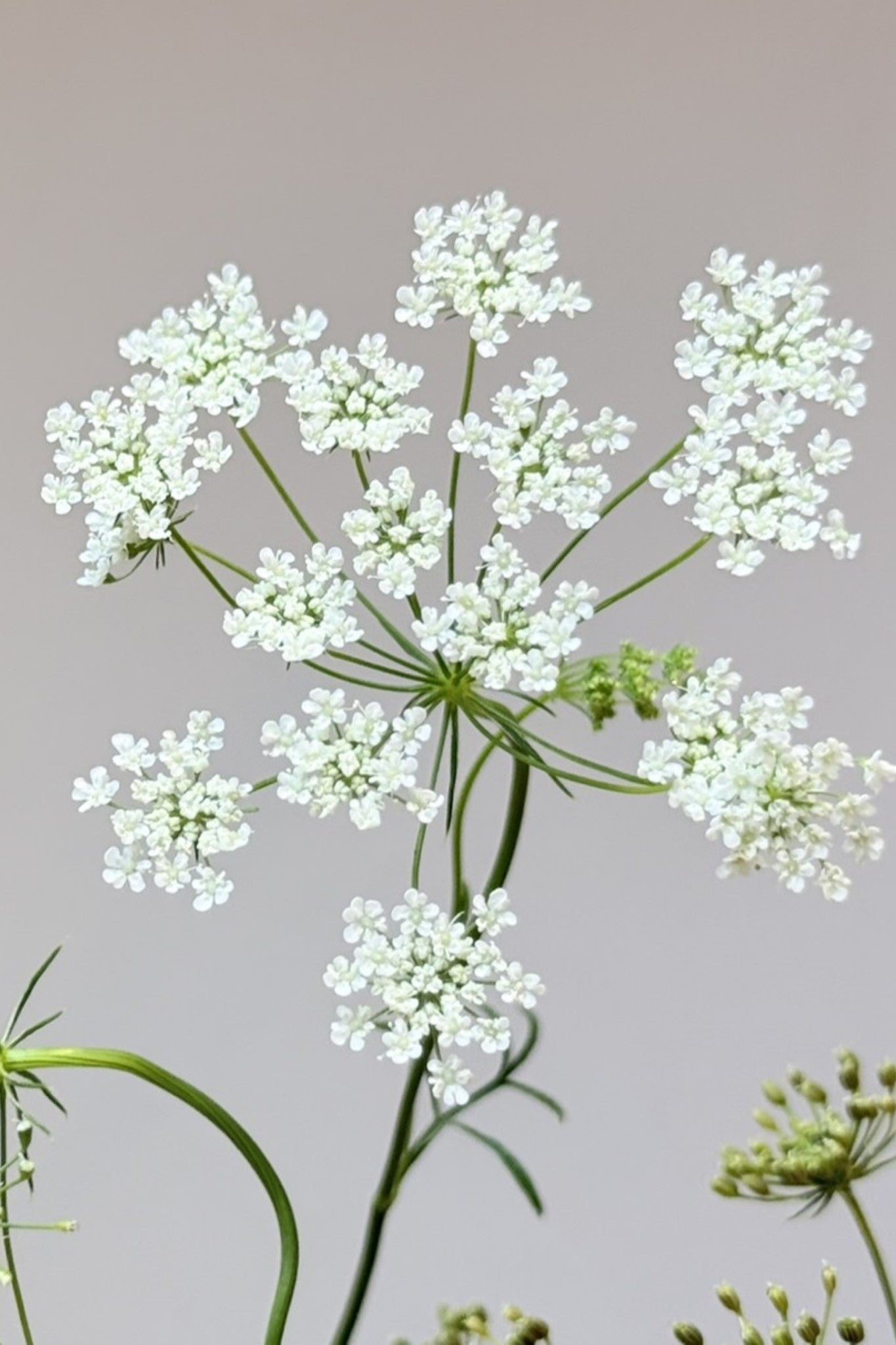 Kongeskærm 'Queen of Africa' - frø - 1-årige sommerblomster - til din skærehave her vist på billede 1 fra Frk. Grønt
