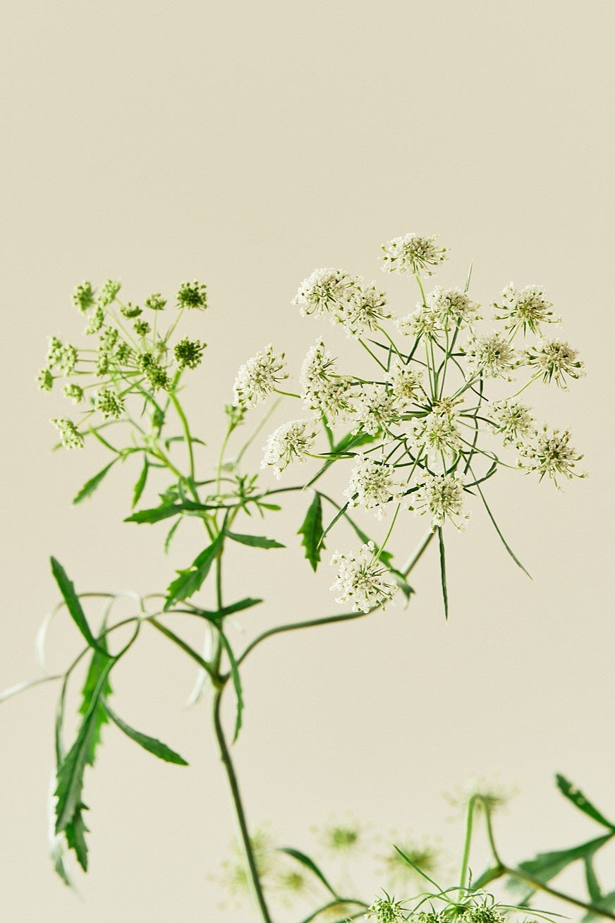 Kongeskærm 'Queen of Africa' - frø - 1-årige sommerblomster - til din skærehave her vist på billede 4 fra Frk. Grønt