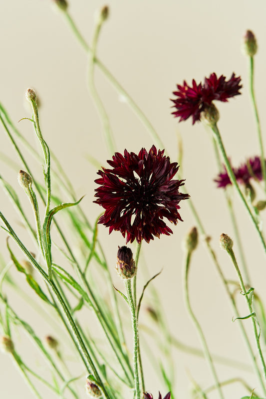 Kornblomst 'Black Ball' - frø - 1-årige sommerblomster - til din skærehave her vist på billede 1 fra Frk. Grønt