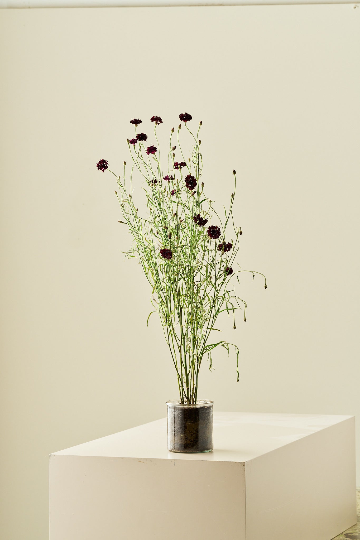Kornblomst 'Black Ball' - frø - 1-årige sommerblomster - til din skærehave her vist på billede 2 fra Frk. Grønt