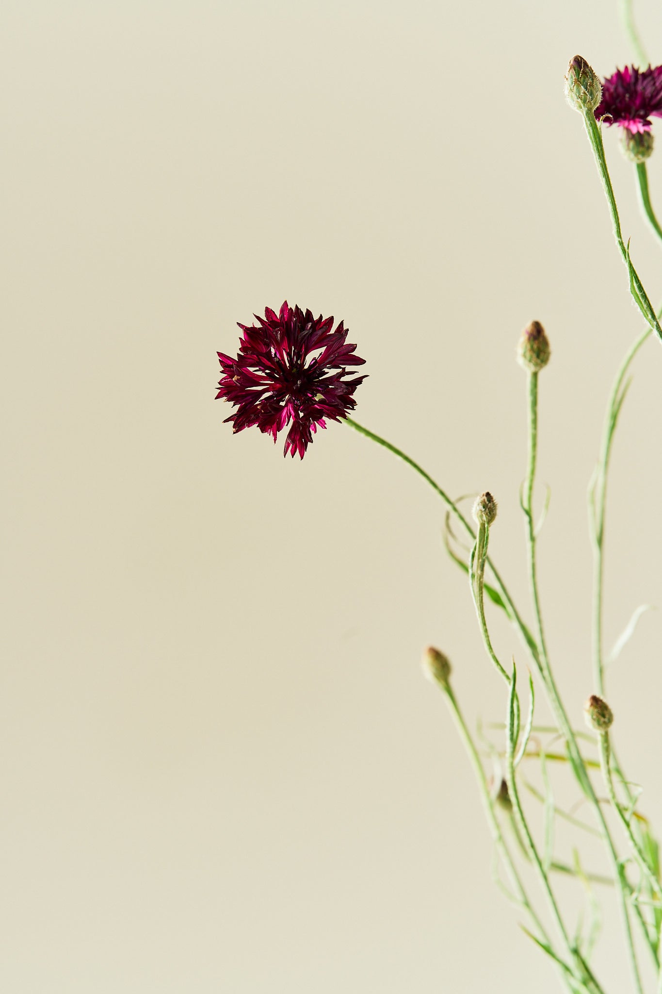 Kornblomst 'Black Ball' - frø - 1-årige sommerblomster - til din skærehave her vist på billede 3 fra Frk. Grønt