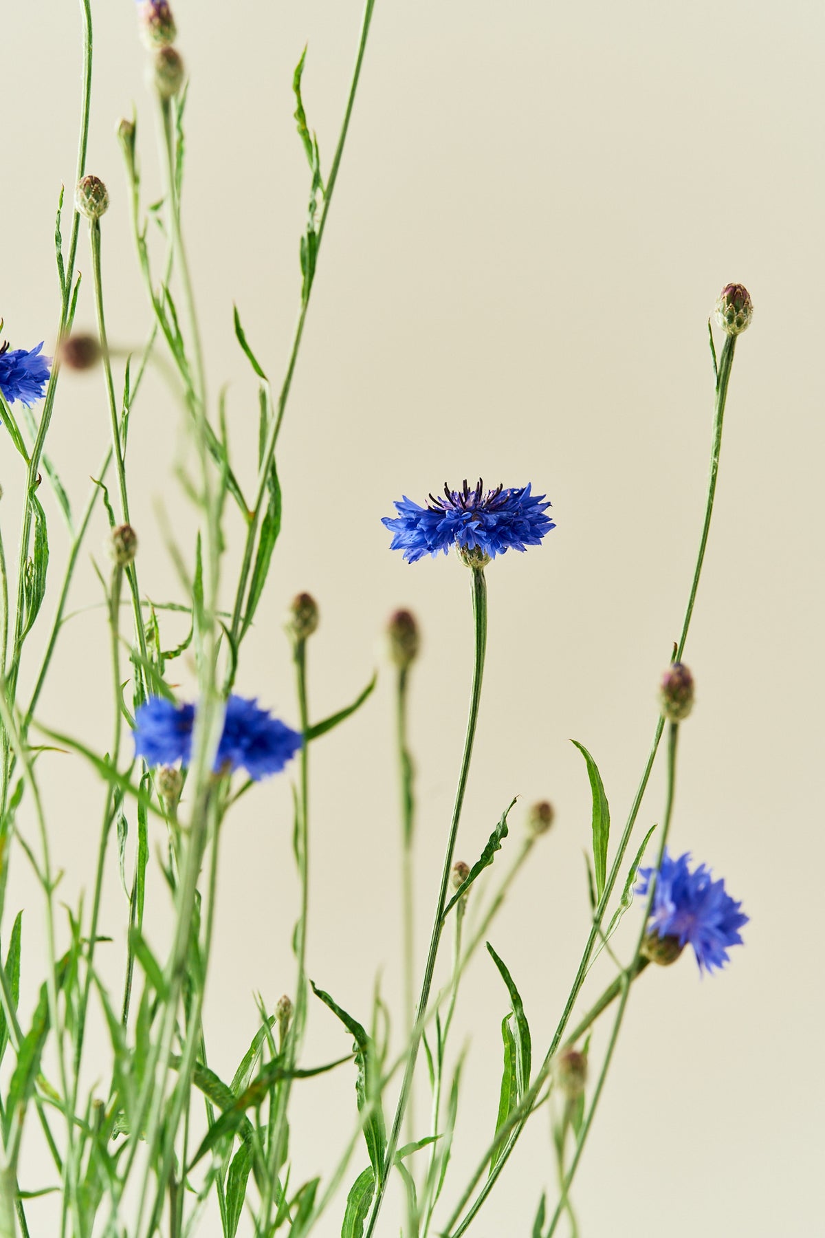 Kornblomst 'Blue Boy' - frø - 1-årige sommerblomster - til din skærehave her vist på billede 1 fra Frk. Grønt