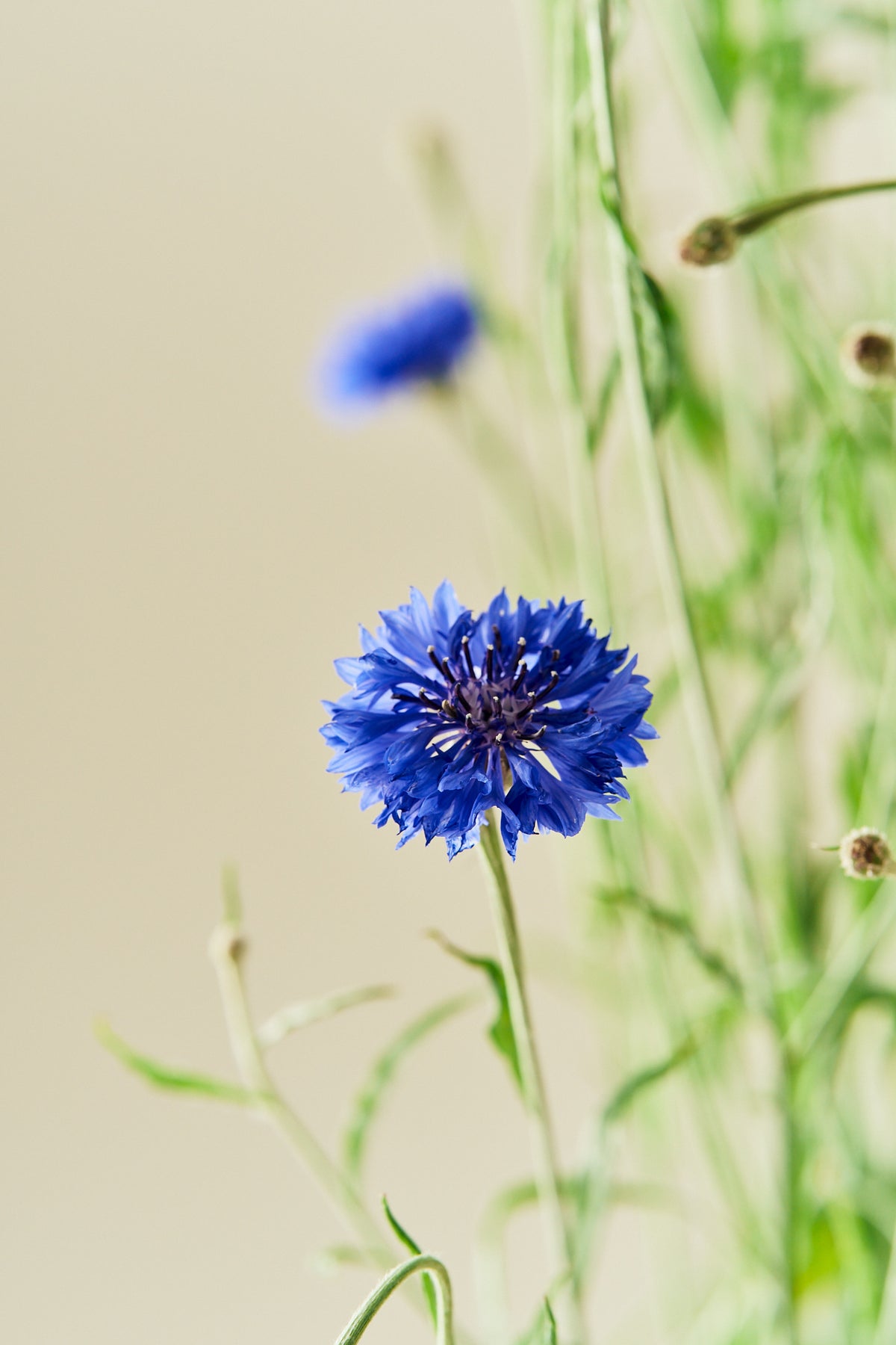 Kornblomst 'Blue Boy' - frø - 1-årige sommerblomster - til din skærehave her vist på billede 2 fra Frk. Grønt