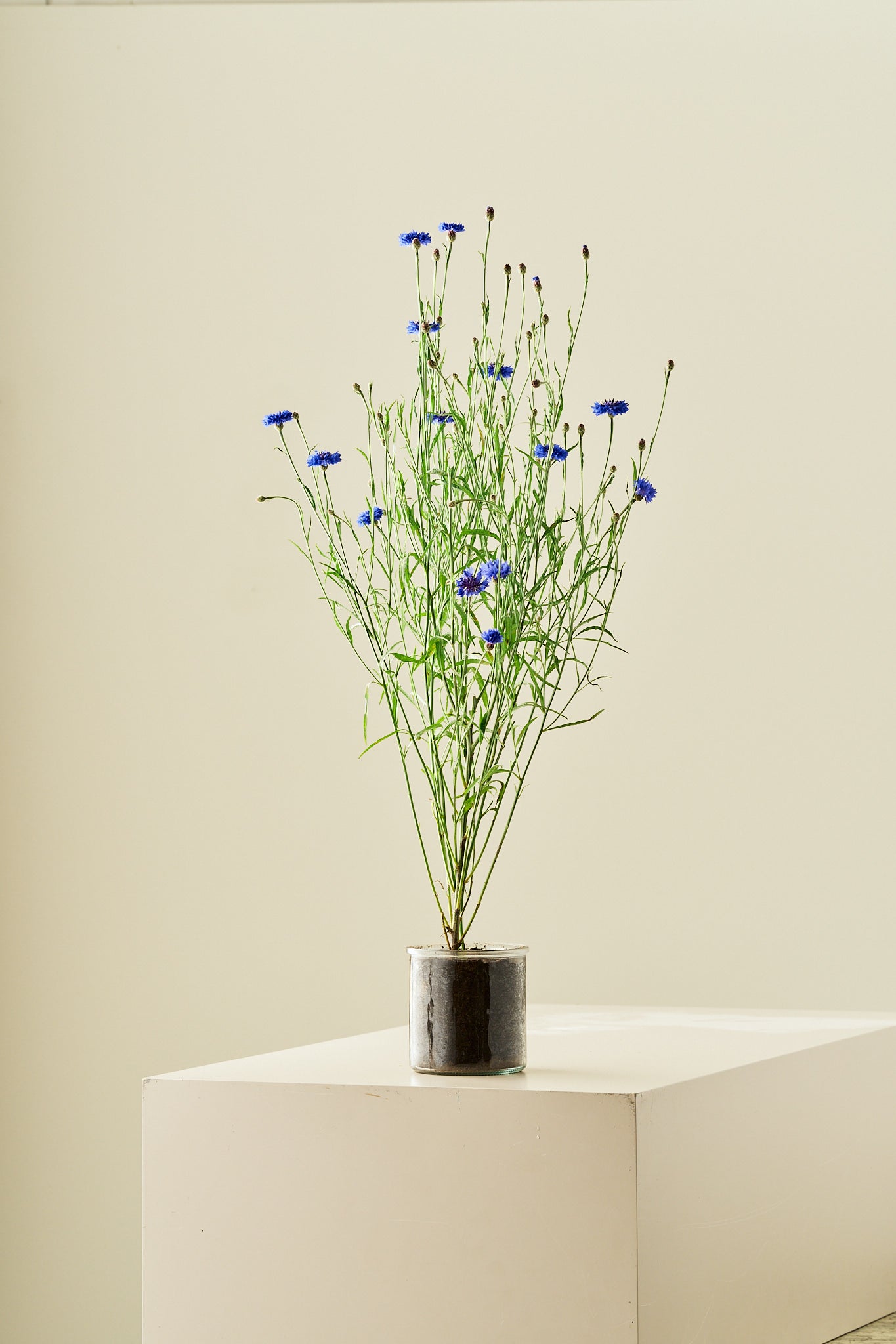 Kornblomst 'Blue Boy' - frø - 1-årige sommerblomster - til din skærehave her vist på billede 3 fra Frk. Grønt