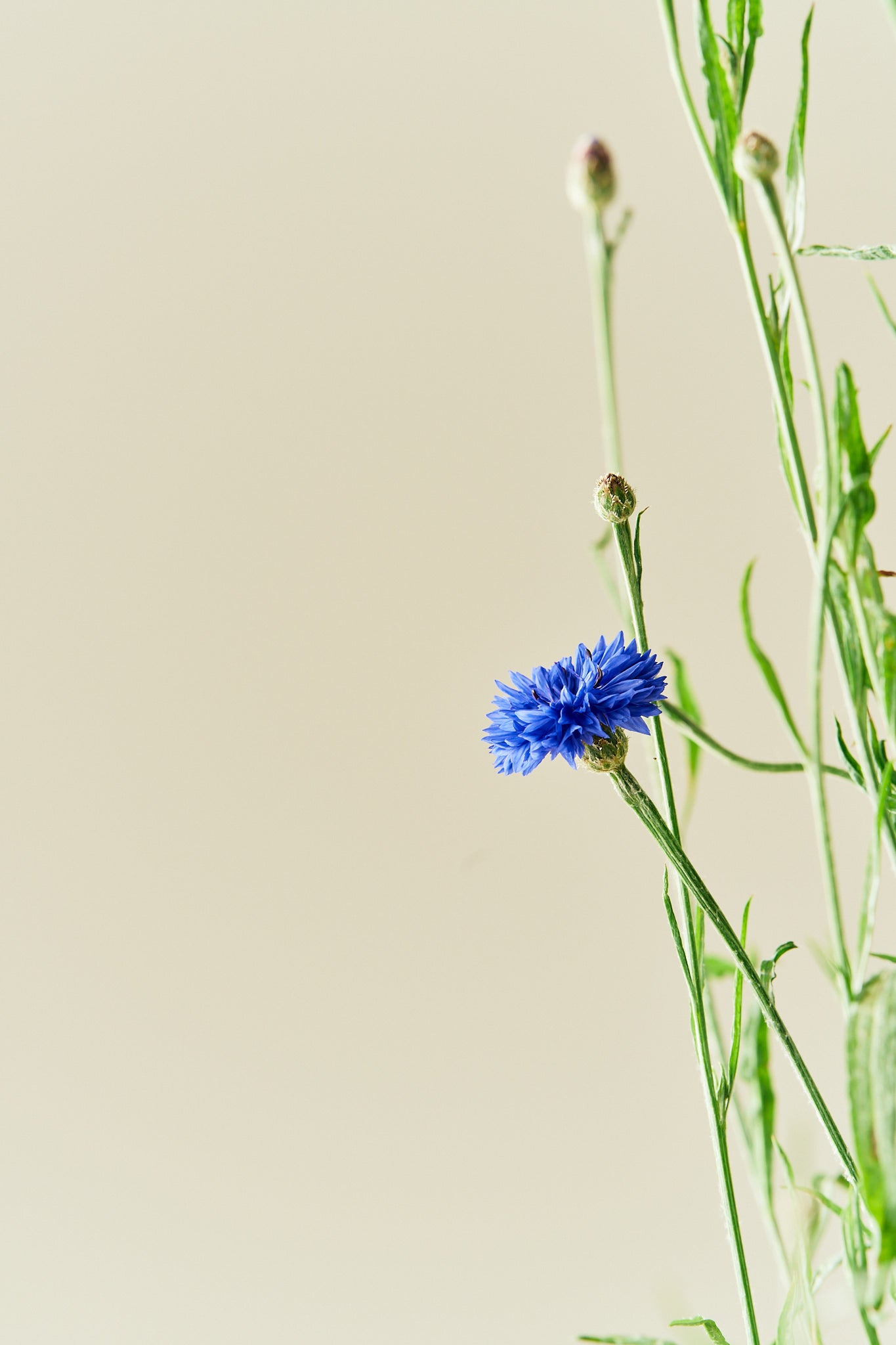 Kornblomst 'Blue Boy' - frø - 1-årige sommerblomster - til din skærehave her vist på billede 4 fra Frk. Grønt