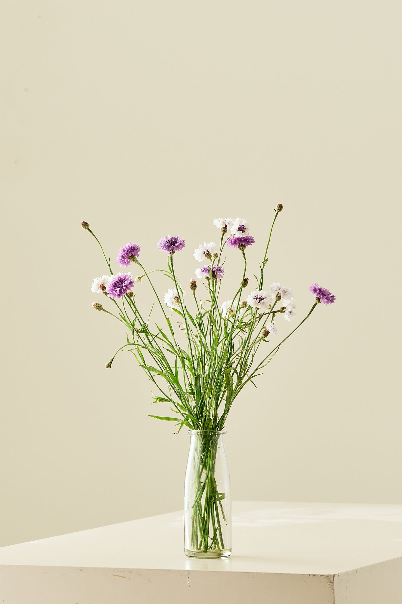 Kornblomst 'Classic Magic' - frø - 1-årige sommerblomster - til din skærehave her vist på billede 1 fra Frk. Grønt