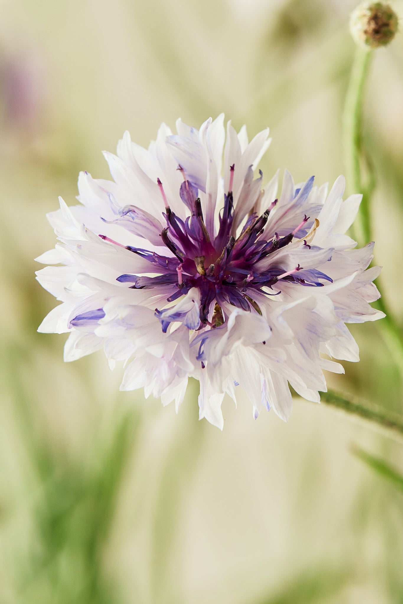Kornblomst 'Classic Magic' - frø - 1-årige sommerblomster - til din skærehave her vist på billede 3 fra Frk. Grønt