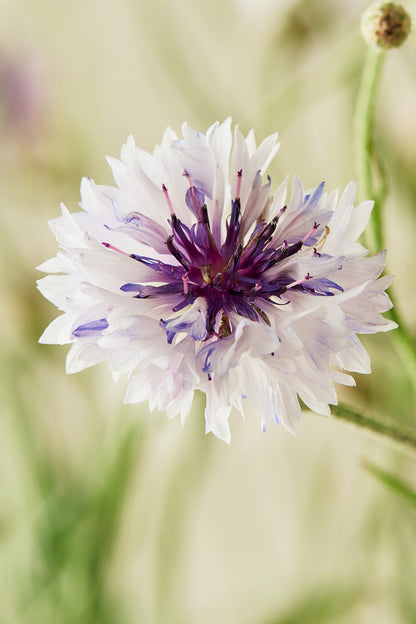 Kornblomst 'Classic Magic' - frø - 1-årige sommerblomster - til din skærehave her vist på billede 3 fra Frk. Grønt