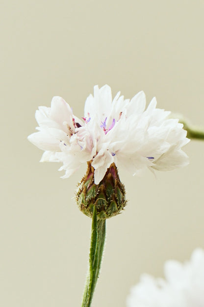 Kornblomst 'Classic Magic' - frø - 1-årige sommerblomster - til din skærehave her vist på billede 4 fra Frk. Grønt