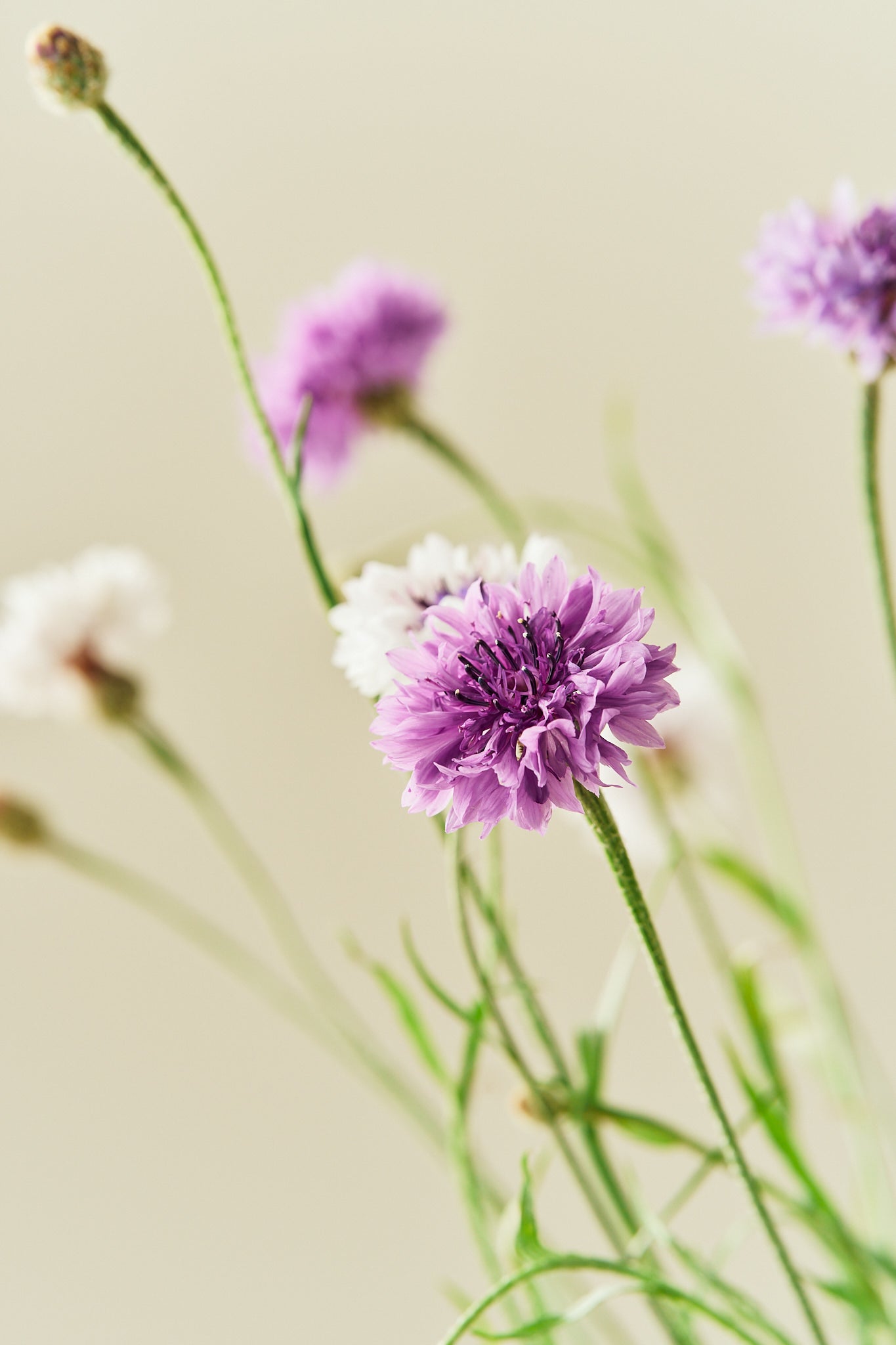 Kornblomst 'Classic Magic' - frø - 1-årige sommerblomster - til din skærehave her vist på billede 5 fra Frk. Grønt