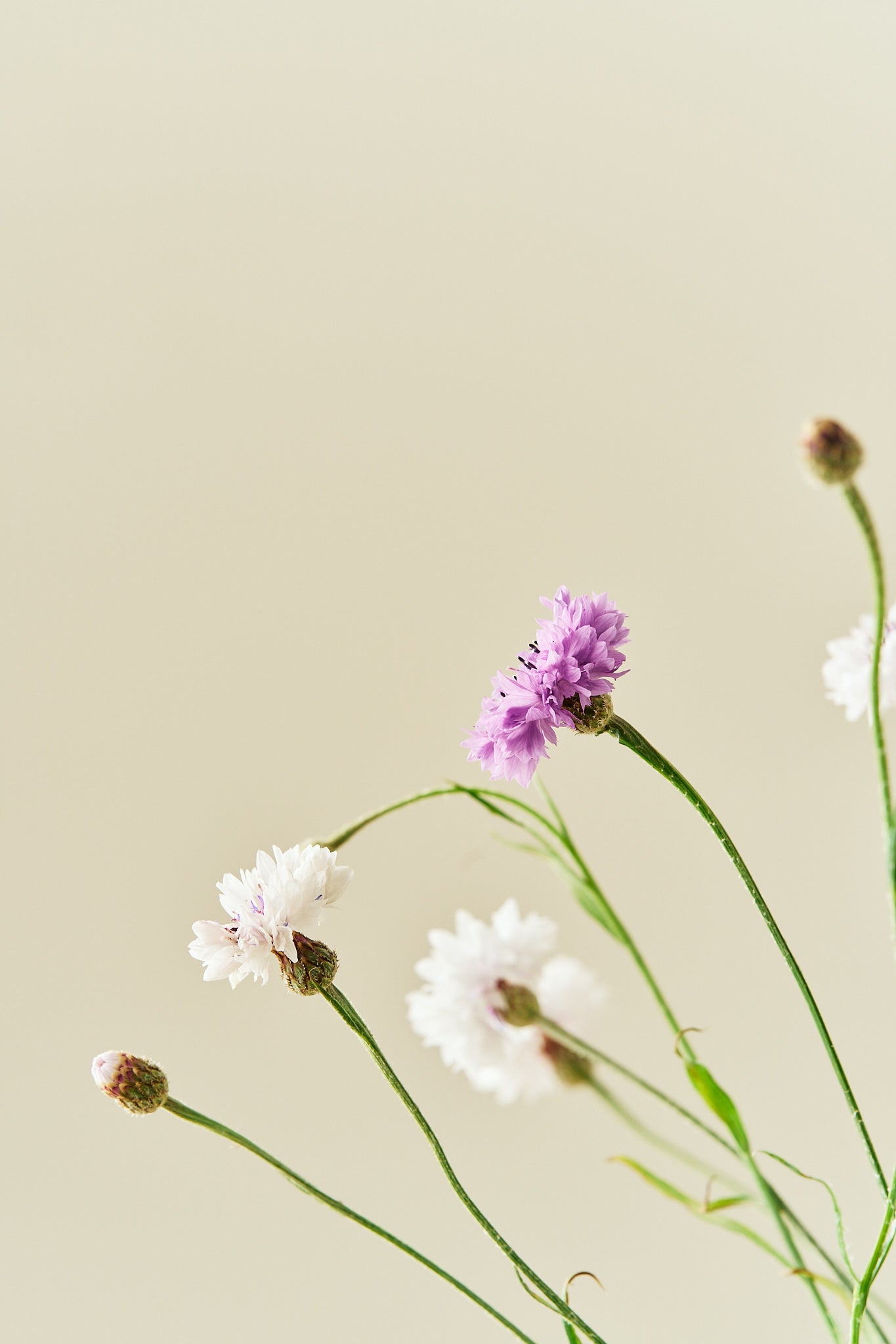 Kornblomst 'Classic Magic' - frø - 1-årige sommerblomster - til din skærehave her vist på billede 6 fra Frk. Grønt