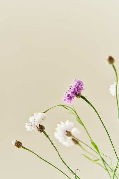 Kornblomst 'Classic Magic' - frø - 1-årige sommerblomster - til din skærehave her vist på billede 6 fra Frk. Grønt