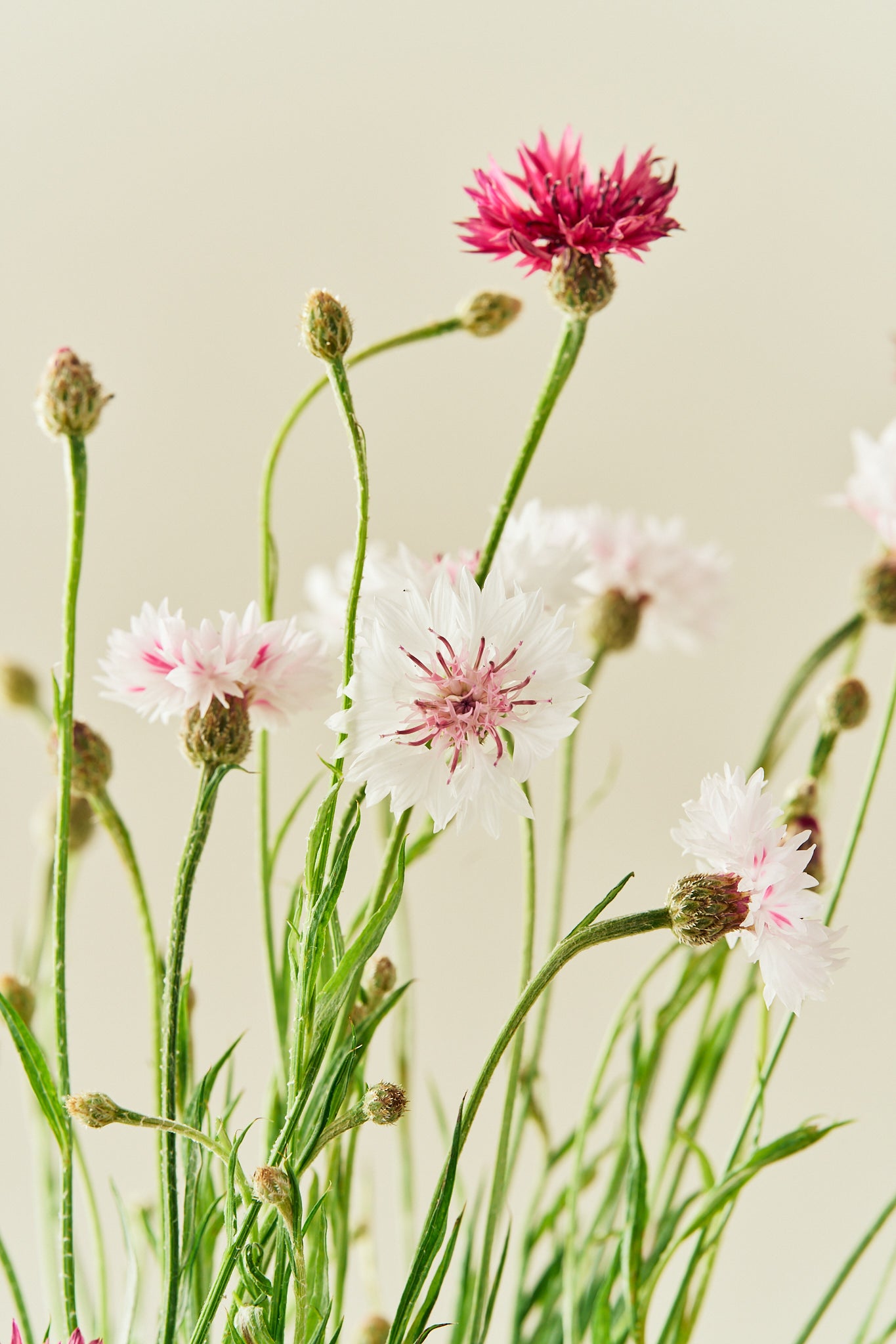 Kornblomst 'Classic Romantic' - frø - 1-årige sommerblomster - til din skærehave her vist på billede 2 fra Frk. Grønt