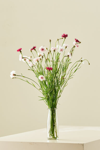 Kornblomst 'Classic Romantic' - frø - 1-årige sommerblomster - til din skærehave her vist på billede 4 fra Frk. Grønt