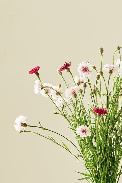 Kornblomst 'Classic Romantic' - frø - 1-årige sommerblomster - til din skærehave her vist på billede 5 fra Frk. Grønt
