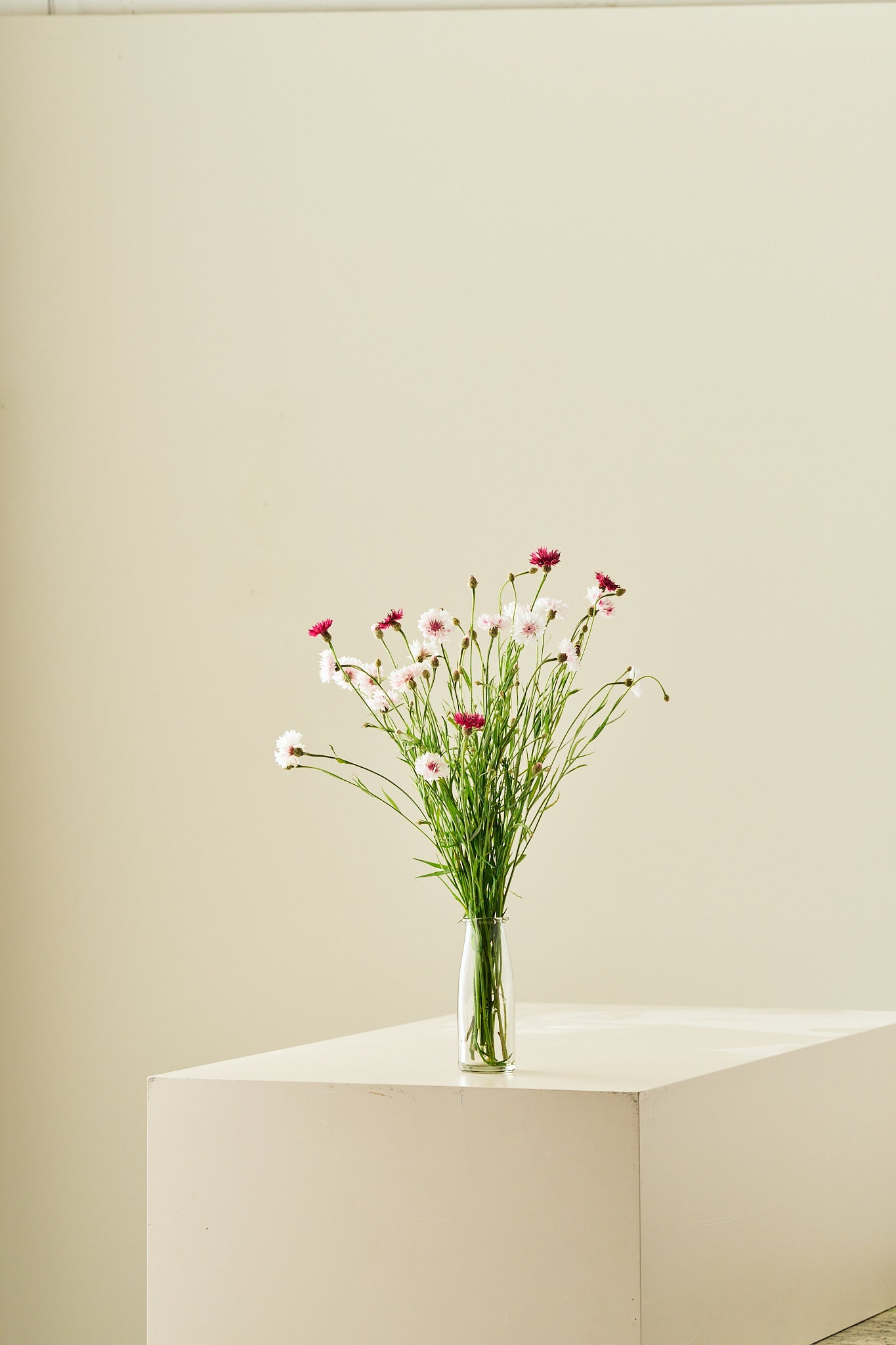 Kornblomst 'Classic Romantic' - frø - 1-årige sommerblomster - til din skærehave her vist på billede 6 fra Frk. Grønt