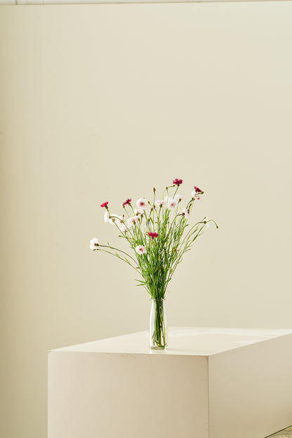 Kornblomst 'Classic Romantic' - frø - 1-årige sommerblomster - til din skærehave her vist på billede 6 fra Frk. Grønt