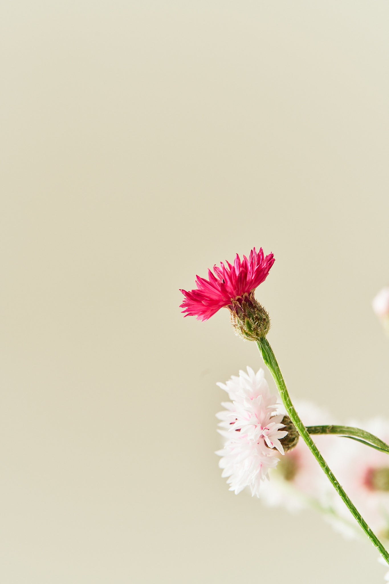 Kornblomst 'Classic Romantic' - frø - 1-årige sommerblomster - til din skærehave her vist på billede 7 fra Frk. Grønt