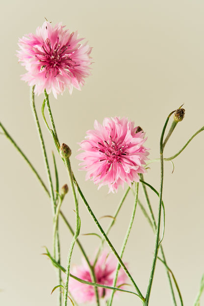 Kornblomst 'Pink Ball' - frø - 1-årige sommerblomster - til din skærehave her vist på billede 1 fra Frk. Grønt