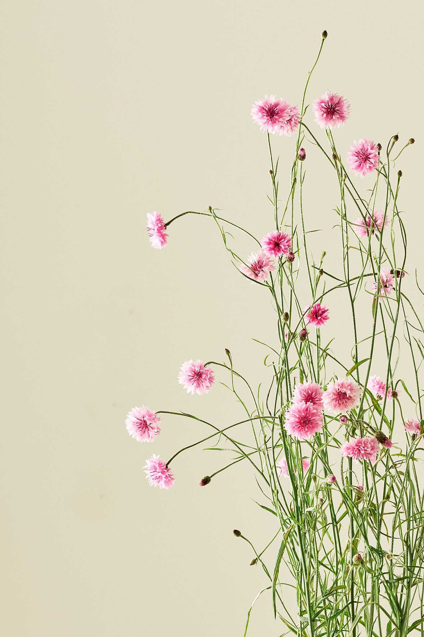 Kornblomst 'Pink Ball' - frø - 1-årige sommerblomster - til din skærehave her vist på billede 3 fra Frk. Grønt