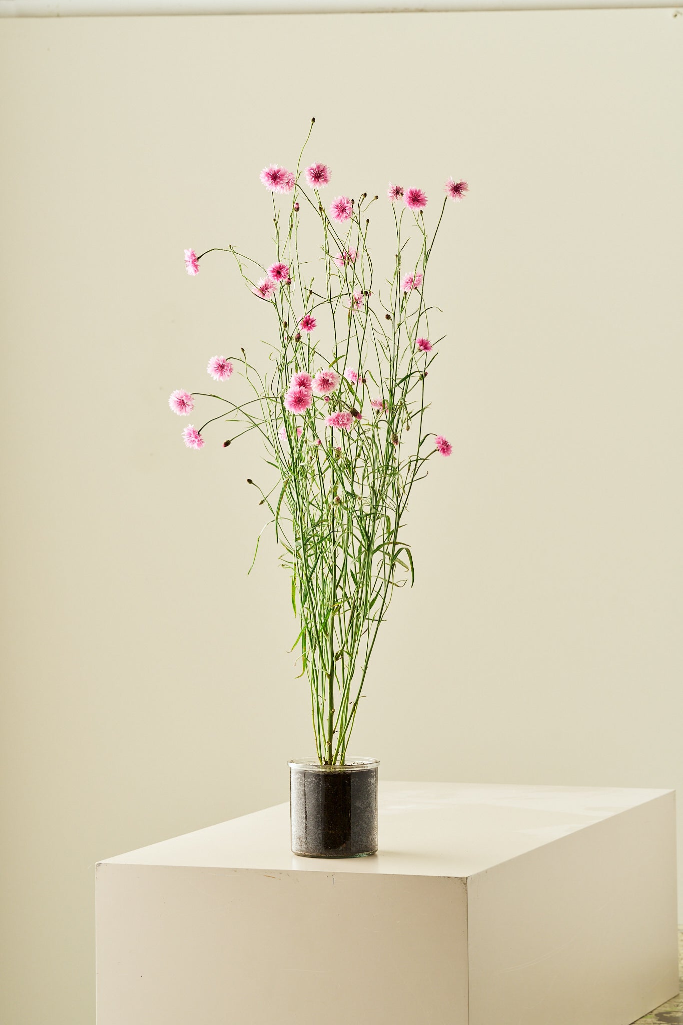 Kornblomst 'Pink Ball' - frø - 1-årige sommerblomster - til din skærehave her vist på billede 4 fra Frk. Grønt