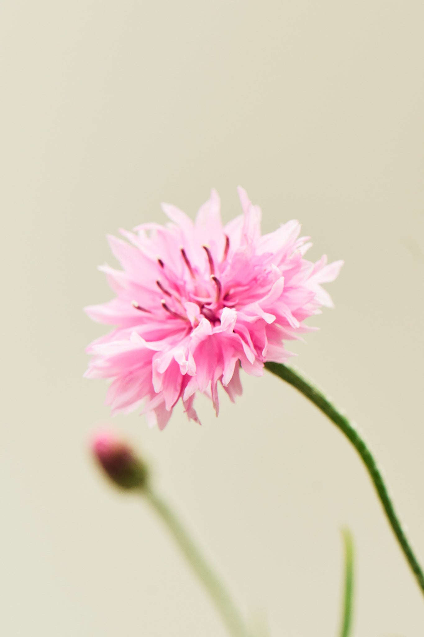 Kornblomst 'Pink Ball' - frø - 1-årige sommerblomster - til din skærehave her vist på billede 5 fra Frk. Grønt