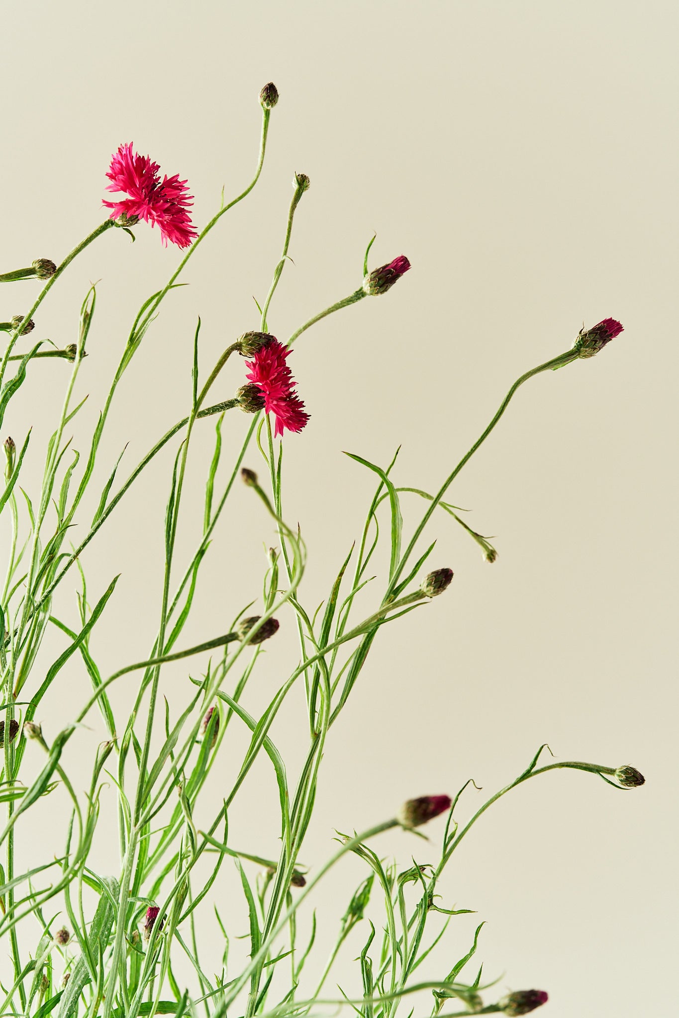 Kornblomst 'Red Ball' - frø - 1-årige sommerblomster - til din skærehave her vist på billede 2 fra Frk. Grønt